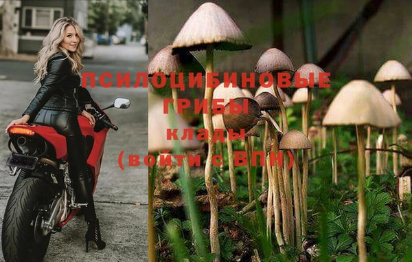 индика Белокуриха